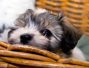 havanese-puppy.jpg